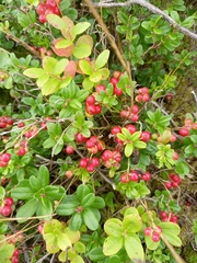 Vaccinium vitis-idaea