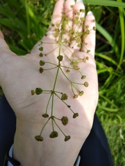 Alisma plantago-aquatica