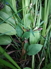 Alisma plantago-aquatica