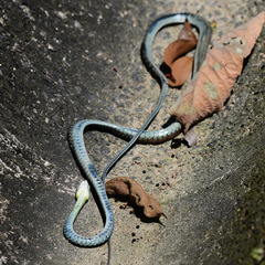 Dendrelaphis kopsteini