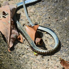 Dendrelaphis kopsteini
