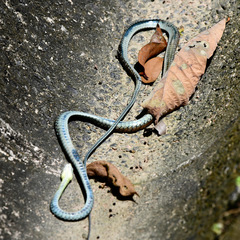 Dendrelaphis kopsteini