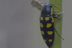 Buprestis octoguttata