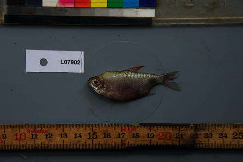 Hi-fin congo tetra (Brachypetersius altus) — Alestidae — 4