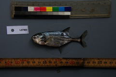 Petrocephalus