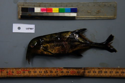 Elk snoutfish (Campylomormyrus alces) — Mormyridae