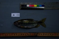 Brycinus imberi