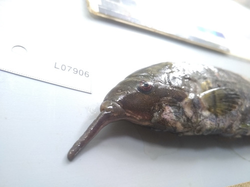 Lake Tanganyika sardine (Gnathonemus longibarbis) — Mormyridae — 4