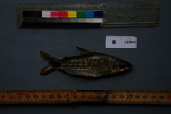 Distichodus maculatus