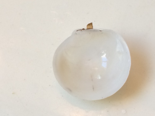 Representative image of Ungulinidae