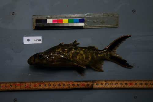 Grootoog-synodontis (Synodontis pleurops) — Mochokidae — 3