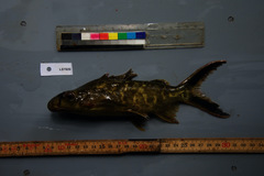 Synodontis pleurops
