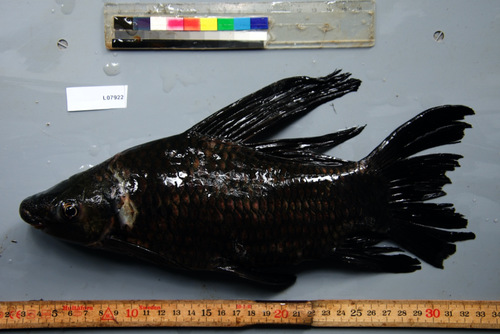 Langvin-labeo (Labeo longipinnis) — Cyprinidae — 4