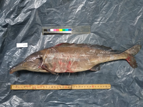 Mormyrus Rume Rume Senegal mormyrid (Mormyrus rume) · iNaturalist