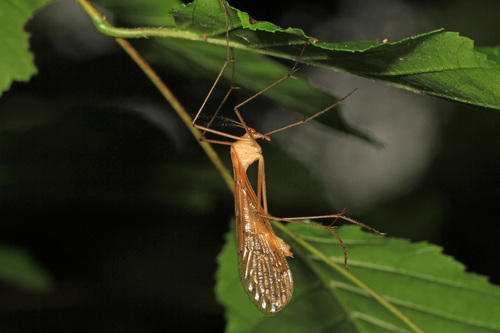 Bittacus pilicornis photo 3