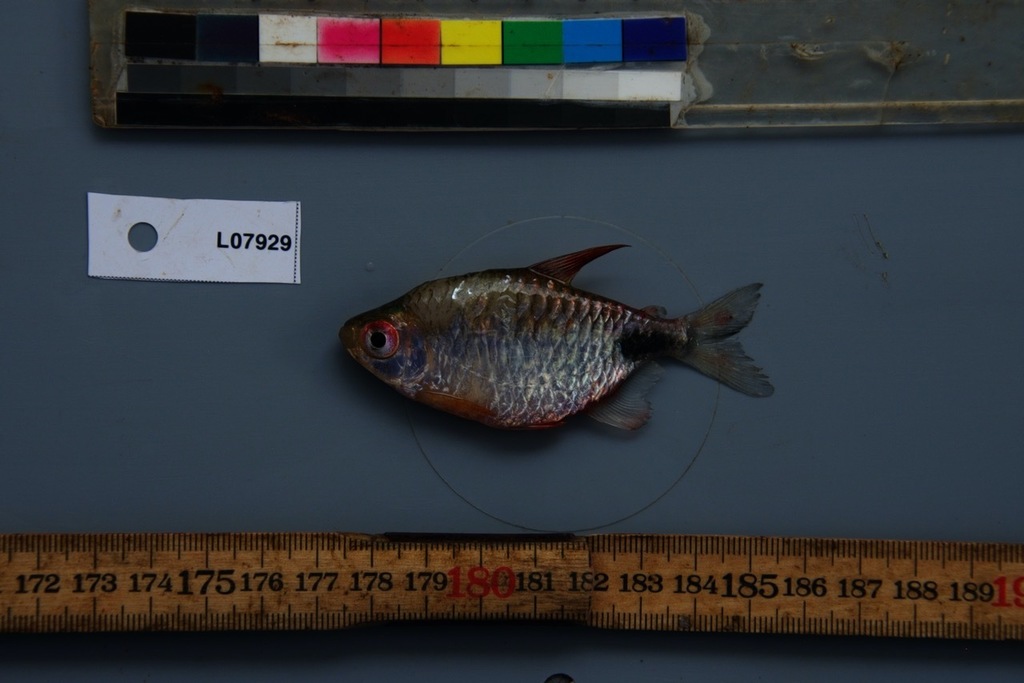 Hi-fin congo tetra (Brachypetersius altus) — Alestidae