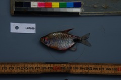 Brachypetersius altus