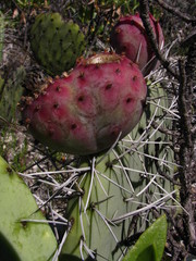 Opuntia stenopetala