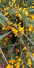 Ulex gallii