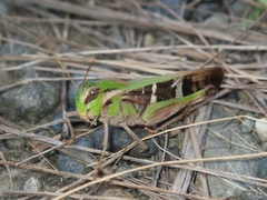 Gastrimargus marmoratus