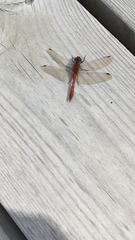 Sympetrum sanguineum