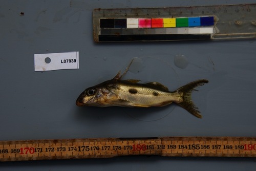 Congo squeaker (Synodontis congicus) — Mochokidae — 2