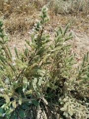 Echium italicum