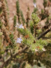 Echium italicum