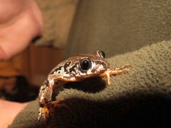 Semnodactylus wealii