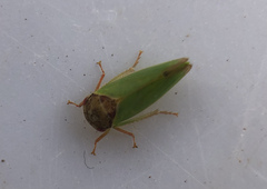 Iassus lanio