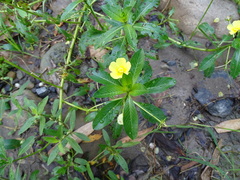 Ludwigia taiwanensis