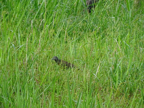 Barred Buttonquail (Turnix suscitator), photo 10
