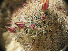 Mammillaria dioica