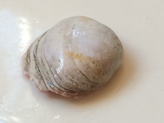 Semele rupicola