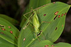 Leptophyes laticauda