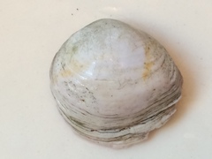 Semele rupicola