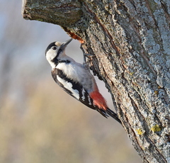 Syrian Woodpecker photo 1