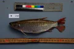 Brycinus grandisquamis