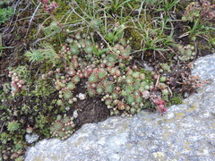 Sempervivum