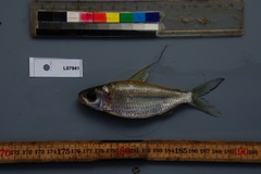 Bryconaethiops microstoma