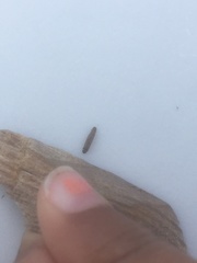 Andricus quercusramuli