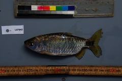 Brycinus imberi