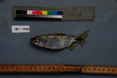 Brycinus imberi