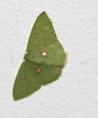 Comostola leucomerata