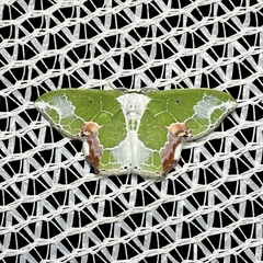 Protuliocnemis partita