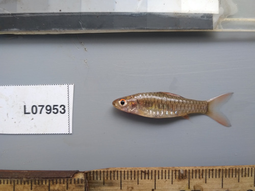 Congo dwarf barb (Clypeobarbus pleuropholis) — Cyprinidae — 2