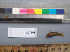 Microsynodontis