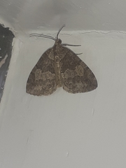 Hydriomena furcata
