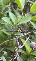 Indothemis carnatica