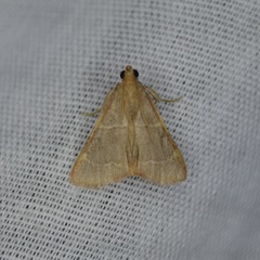 Hypsopygia binodulalis